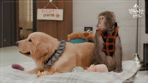 Monkey and Dog Romance - Cast (Korean Drama, 2018, 견원지간 로맨스) @ HanCinema
