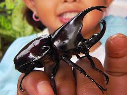 rhinoceros beetle xylotrupes gideon