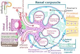 Mesangial Cell Wikipedia