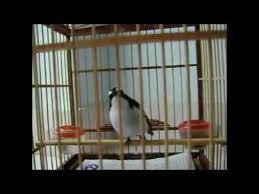 Hidupnya berdampingan dengan manusia karena burung dengan nama ilmiah saxiola caprata ini memang. Suara Burung Decu Kembang