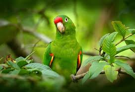 essay on parrot in english for