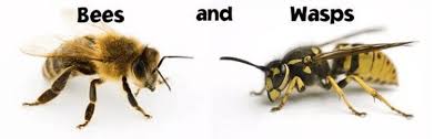 bee vs wasp sting venom truth and