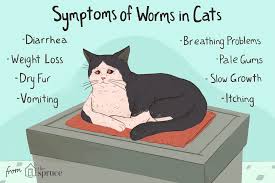 Feline worms are usually parasitic organisms such as tapeworms, hookworms and roundworms. How To Treat Tapeworms In Cats