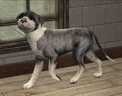Pit bulls can be any color except for merle. Mod The Sims Blue Brindle Staffordshire Bull Terrier