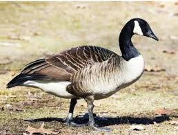 Getting rid of canadian geese. Are Canada Geese Dangerous Quora