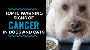 Chronic coughing or sneezing chronic respiratory issues, such as coughing and sneezing, can be a sign of cancer in dogs. Top 10 Warning Signs Of Cancer In Dogs And Cats Vlog 81 Youtube