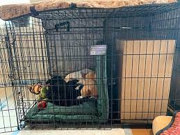 Setting Up Your Dog S Crate For Comfort