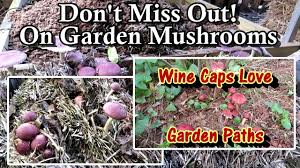 grow wine cap mushrooms