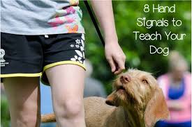 Top 8 Hand Signals To Teach Your Dog Including Deaf Ones