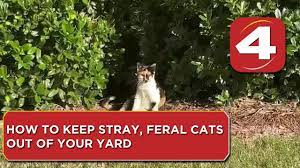 how to keep stray feral cats out of