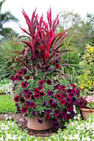 Potted Plants Outdoor Container Garden