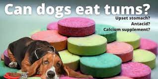 can dogs have tums for upset stomach