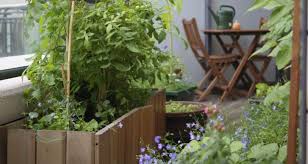 balcony bounty easy grow herbs and