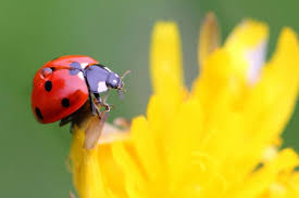 Are Ladybugs Good For The Garden