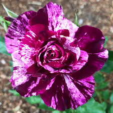 Sie suchen den besten sale? Purple Tiger Rose
