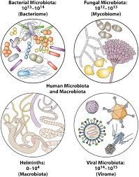 Cross Domain And Viral Interactions In The Microbiome