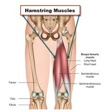 The it band stretches across vastus lateralis on the outside of the leg and helps to extend. Anatomy Of Knee