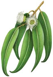Leaves on a mature eucalyptus plant are commonly lanceolate, petiolate, apparently alternate and waxy or glossy green. Botanical Illustration Of Eucalyptus Globulus With Leaves And Flowers Botanical Flowers Herbs Illustration Stock Art