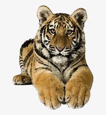 Tiger Clipart - Tiger Pics Art Png Transparent PNG - 725x870 - Free Download on NicePNG