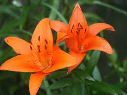how to care for tiger lilies dengarden