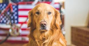 We breed european golden retriever puppies from some of the best lines in the world. 6 Golden Retriever Rescues In Texas Adopt A Golden Retriever Near You Golden Hearts