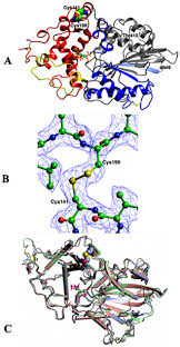 A The Fold Of Chain A Of C Braakii Phytase In Ribbon Format With