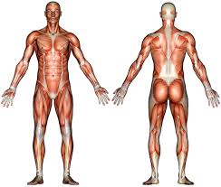 Blank Muscle Diagram Human Body Free Image