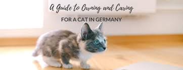 essential guide to owning a cat in germany