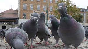 get rid of pigeons in your garden
