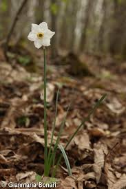 Narcissus poëticus – narcis bílý | Pladias: Database of the Czech ...