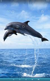 dolphin live wallpaper apk for android