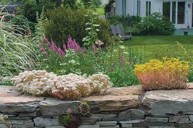 creeping sedums finegardening