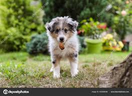 small shetland sheepdog sheltie puppy