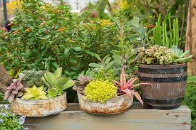 Best Potted Plants Inspiration To