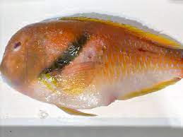 旬の魚】いらいがみ～あなたはこの魚をどうおすすめしますか？ | さかなの仕入れ屋|大阪で美味しい魚を安く仕入れる
