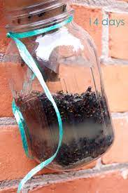 the best homemade fly trap for outdoor