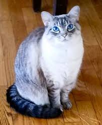 The lynx point siamese cat is one of the variations of siamese cat, and its name comes from the fact that is has markings that are similar to those on a wild lynx. Amazing Lynx Point Siamese Cat For Adoption Kennesaw Georgia Adopt Ariel Today