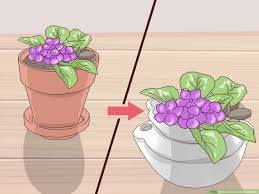 Plant food especially formulated for african violets will help stimulate and promote flower growth, and it will improve with proper care and attention, your plants will grow and thrive for many years to come. How To Grow African Violets 15 Steps With Pictures Wikihow