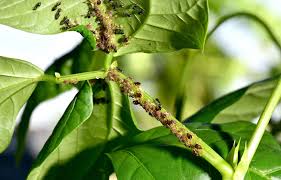 How To Get Rid Of Aphids In Utah Yards