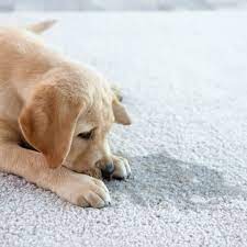 how to clean pet stains on carpet
