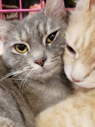 To facilitate social distancing, we offer adoptions by appointment at our adoption partner, purrfect day café located at 1741 bardstown road and at our east campus at. Adoptable Cats New Hope Animal Rescue Austin Tx