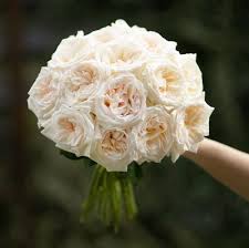 White Ohara Scented Garden Roses