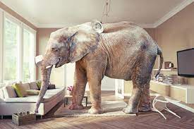 elephant in room images browse 4 972