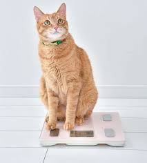 うちの子はダイエットが必要なの？＂見て＆さわって＂愛猫の体型チェックを！｜ねこのきもちWEB MAGAZINE