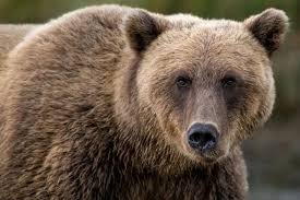 Trentino, la procura indaga sulla morte dell'orso M62: ipotesi bracconaggio