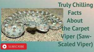 carpet viper saw scaled viper