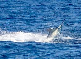 Costa Rica Blue Marlin Fly Fishing Fishing Report June 23