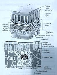cuticle upper epidermis palisade layer