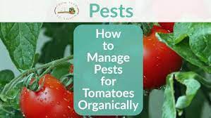 How To Manage Pests For Tomatoes