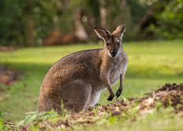Какие же уникальные животные обитают в австралии? Zhivotnye Avstralii Foto S Nazvaniyami I Opisaniem